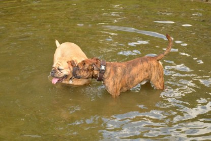 Continental Bulldogs Seeblickbulls Bilderalbum - Fiete und Jo Paule