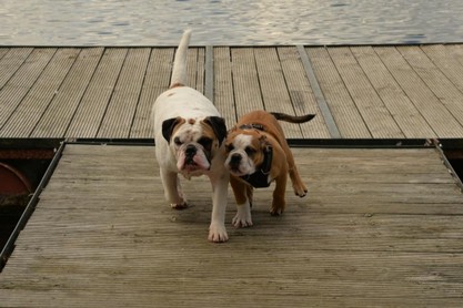 Continental Bulldogs Seeblickbulls Bilderalbum - Fiete und Jo Paule