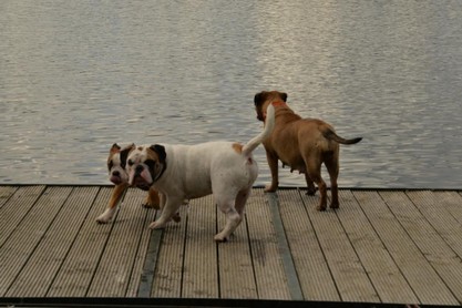 Continental Bulldogs Seeblickbulls Bilderalbum - Fiete und Jo Paule