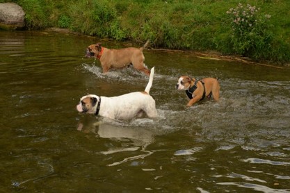 Continental Bulldogs Seeblickbulls Bilderalbum - Fiete und Jo Paule