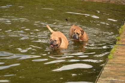 Continental Bulldogs Seeblickbulls Bilderalbum - Fiete und Jo Paule