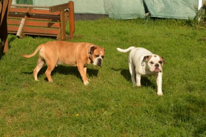 Continental Bulldogs Seeblickbulls Bilderalbum - Fiete und Jo Paule