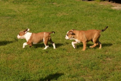 Continental Bulldogs Seeblickbulls Bilderalbum - Fiete und Jo Paule