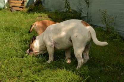 Continental Bulldogs Seeblickbulls Bilderalbum - Fiete und Jo Paule