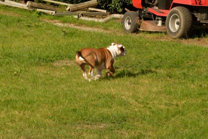 Continental Bulldogs Seeblickbulls Bilderalbum - Fiete und Jo Paule