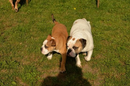 Continental Bulldogs Seeblickbulls Bilderalbum - Fiete und Jo Paule