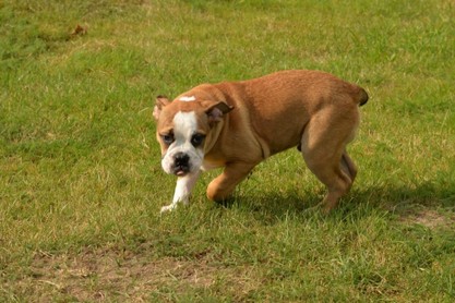 Continental Bulldogs Seeblickbulls Bilderalbum - Fiete und Jo Paule