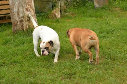 Continental Bulldogs Seeblickbulls Bilderalbum - Fiete und Jo Paule