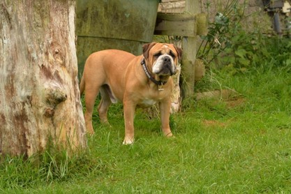 Continental Bulldogs Seeblickbulls Bilderalbum - Fiete und Jo Paule