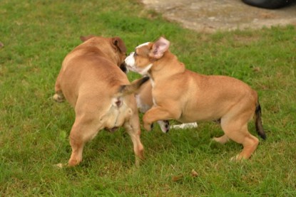 Continental Bulldogs Seeblickbulls Bilderalbum - Fiete und Jo Paule