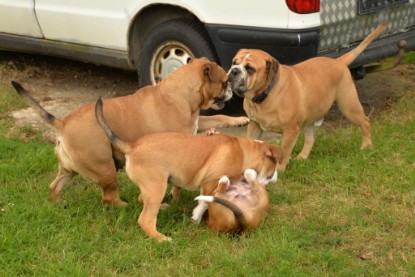 Continental Bulldogs Seeblickbulls Bilderalbum - Fiete und Jo Paule