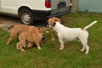 Continental Bulldogs Seeblickbulls Bilderalbum - Fiete und Jo Paule