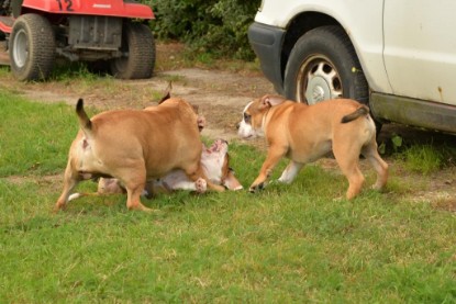 Continental Bulldogs Seeblickbulls Bilderalbum - Fiete und Jo Paule