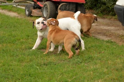 Continental Bulldogs Seeblickbulls Bilderalbum - Fiete und Jo Paule