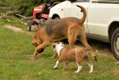 Continental Bulldogs Seeblickbulls Bilderalbum - Josi und Anton