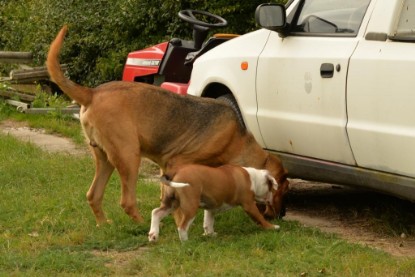 Continental Bulldogs Seeblickbulls Bilderalbum - Josi und Anton