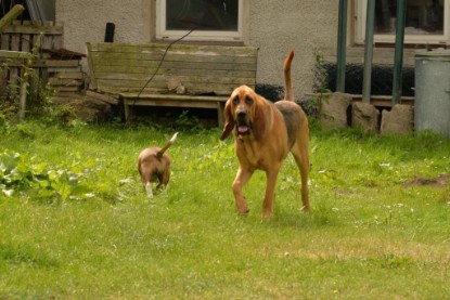 Continental Bulldogs Seeblickbulls Bilderalbum - Josi und Anton