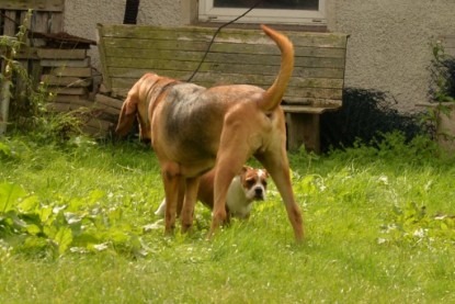 Continental Bulldogs Seeblickbulls Bilderalbum - Josi und Anton