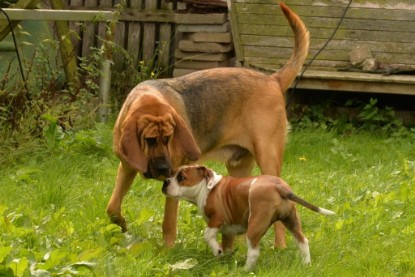 Continental Bulldogs Seeblickbulls Bilderalbum - Josi und Anton