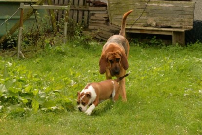 Continental Bulldogs Seeblickbulls Bilderalbum - Josi und Anton