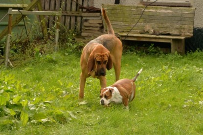 Continental Bulldogs Seeblickbulls Bilderalbum - Josi und Anton