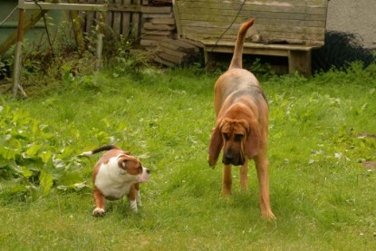 Continental Bulldogs Seeblickbulls Bilderalbum - Josi und Anton