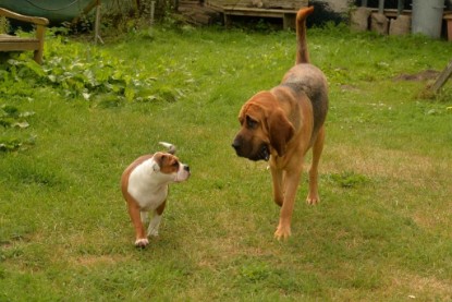 Continental Bulldogs Seeblickbulls Bilderalbum - Josi und Anton