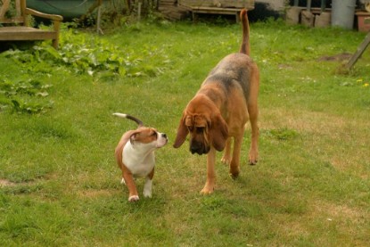 Continental Bulldogs Seeblickbulls Bilderalbum - Josi und Anton