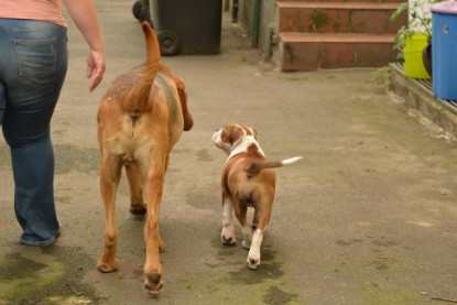 Continental Bulldogs Seeblickbulls Bilderalbum - Josi und Anton