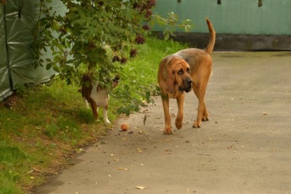 Continental Bulldogs Seeblickbulls Bilderalbum - Josi und Anton