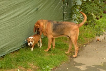 Continental Bulldogs Seeblickbulls Bilderalbum - Josi und Anton