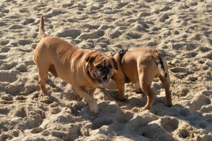 Continental Bulldogs Seeblickbulls Bilderalbum - Anton inne Ostsee