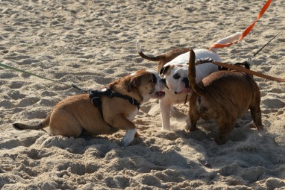 Continental Bulldogs Seeblickbulls Bilderalbum - Anton inne Ostsee