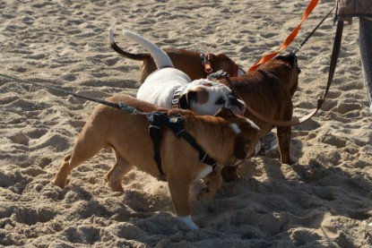 Continental Bulldogs Seeblickbulls Bilderalbum - Anton inne Ostsee