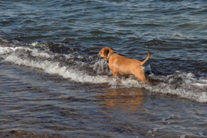 Continental Bulldogs Seeblickbulls Bilderalbum - Anton inne Ostsee