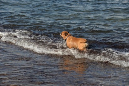 Continental Bulldogs Seeblickbulls Bilderalbum - Anton inne Ostsee