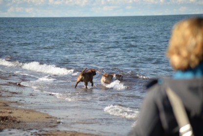 Continental Bulldogs Seeblickbulls Bilderalbum - Anton inne Ostsee