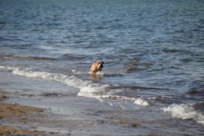 Continental Bulldogs Seeblickbulls Bilderalbum - Anton inne Ostsee