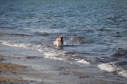 Continental Bulldogs Seeblickbulls Bilderalbum - Anton inne Ostsee