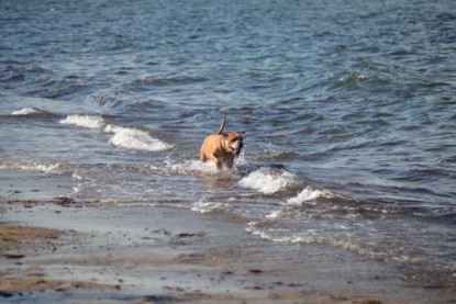 Continental Bulldogs Seeblickbulls Bilderalbum - Anton inne Ostsee