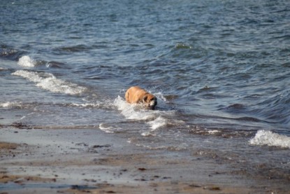 Continental Bulldogs Seeblickbulls Bilderalbum - Anton inne Ostsee