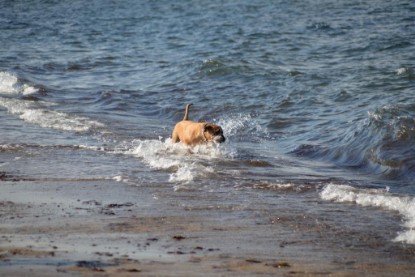 Continental Bulldogs Seeblickbulls Bilderalbum - Anton inne Ostsee