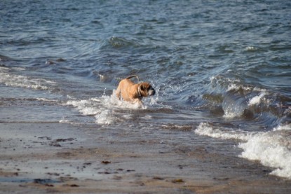 Continental Bulldogs Seeblickbulls Bilderalbum - Anton inne Ostsee