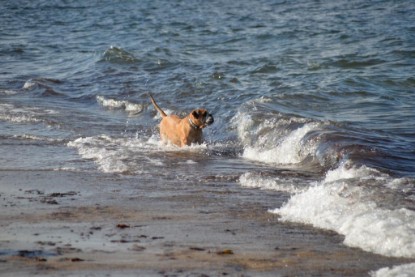 Continental Bulldogs Seeblickbulls Bilderalbum - Anton inne Ostsee