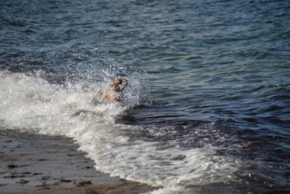 Continental Bulldogs Seeblickbulls Bilderalbum - Anton inne Ostsee