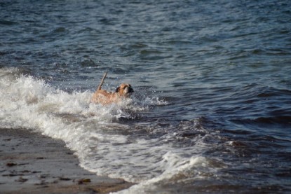 Continental Bulldogs Seeblickbulls Bilderalbum - Anton inne Ostsee