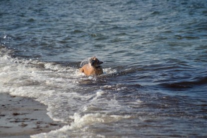 Continental Bulldogs Seeblickbulls Bilderalbum - Anton inne Ostsee