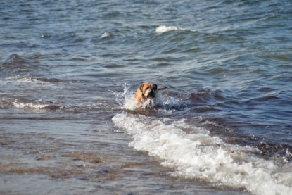 Continental Bulldogs Seeblickbulls Bilderalbum - Anton inne Ostsee