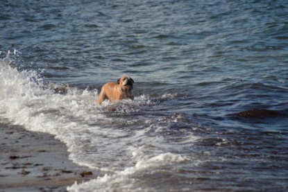 Continental Bulldogs Seeblickbulls Bilderalbum - Anton inne Ostsee