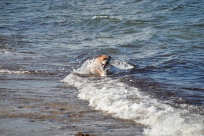 Continental Bulldogs Seeblickbulls Bilderalbum - Anton inne Ostsee